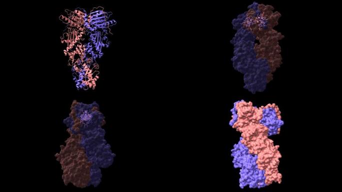 全长人线粒体Hsp90 (TRAP1) 同型二聚体