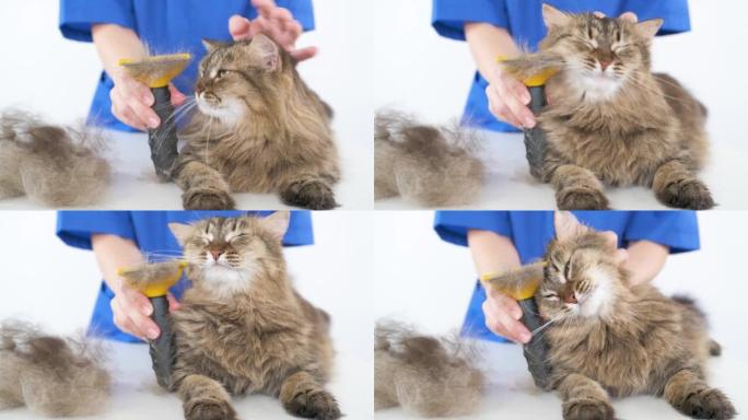 一位穿着蓝色外套的医生向猫展示了一只羊毛。在沙龙里为动物美容。