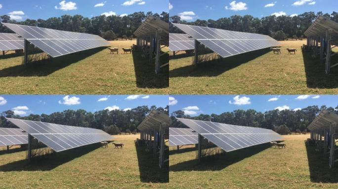 养羊场中的太阳能电池板