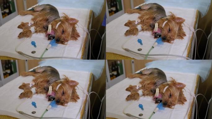 在手术台上的兽医诊所中麻醉的狗的特写镜头