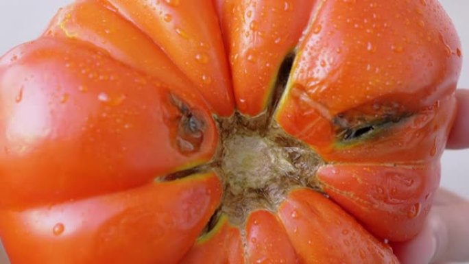 雌性手旋转一个转基因的巨大的红色，成熟的番茄。特写