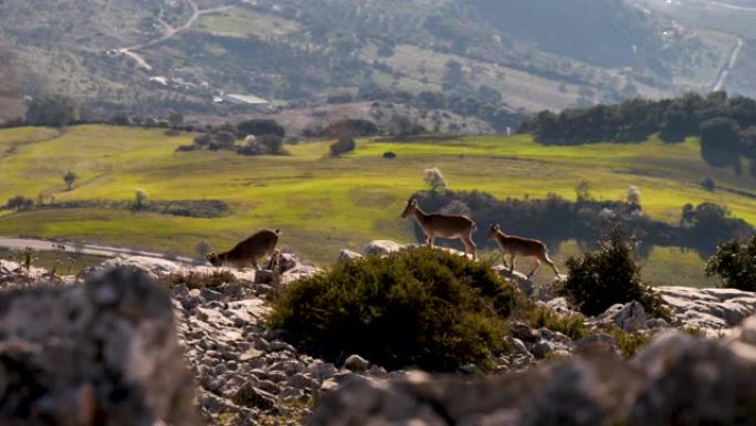 野生自然中的布克汀ibex