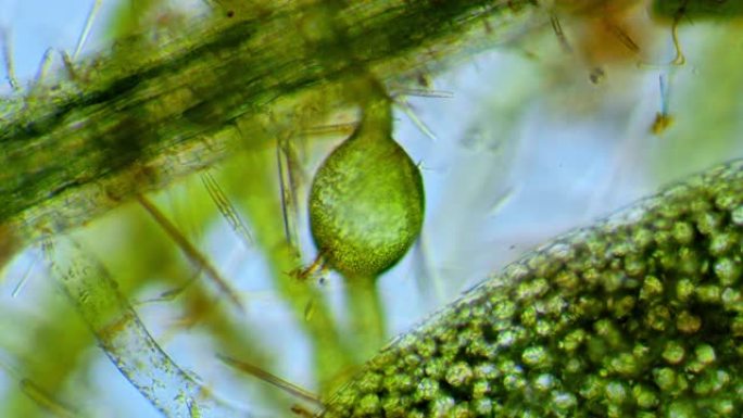 硅藻-微观生物