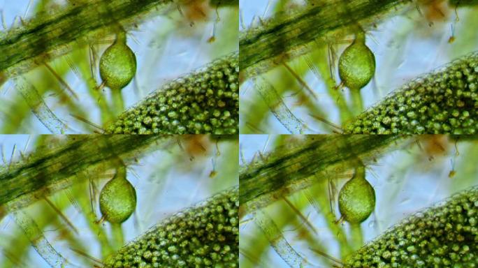 硅藻-微观生物