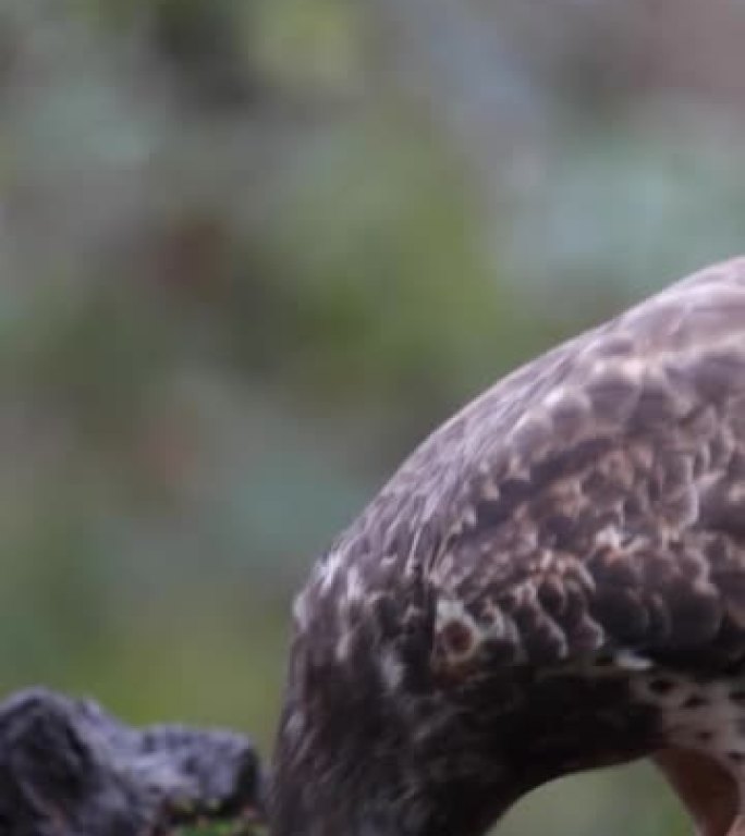 普通秃鹰在树桩上食用猎物的垂直视频特写
