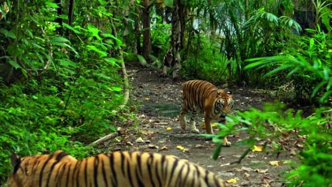 野生老虎沿着岩石上的草地奔跑，研究生命的领土