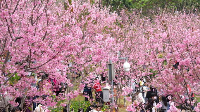 游客赏樱花