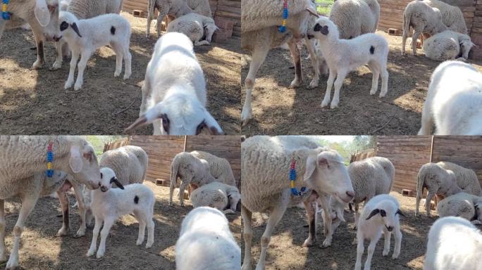 谷仓里的母羊和小羊
