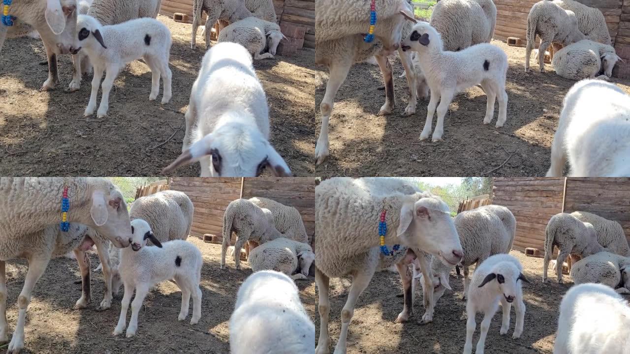 谷仓里的母羊和小羊