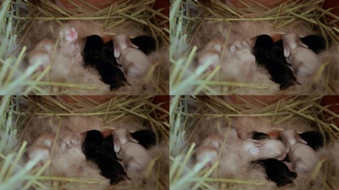 新生荷兰垂头兔子在窝里，有妈妈毛皮和干草