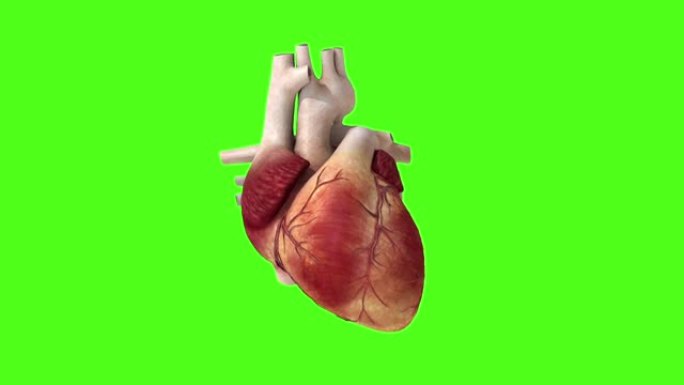 解剖学，心跳，重击，动画，绿色背景