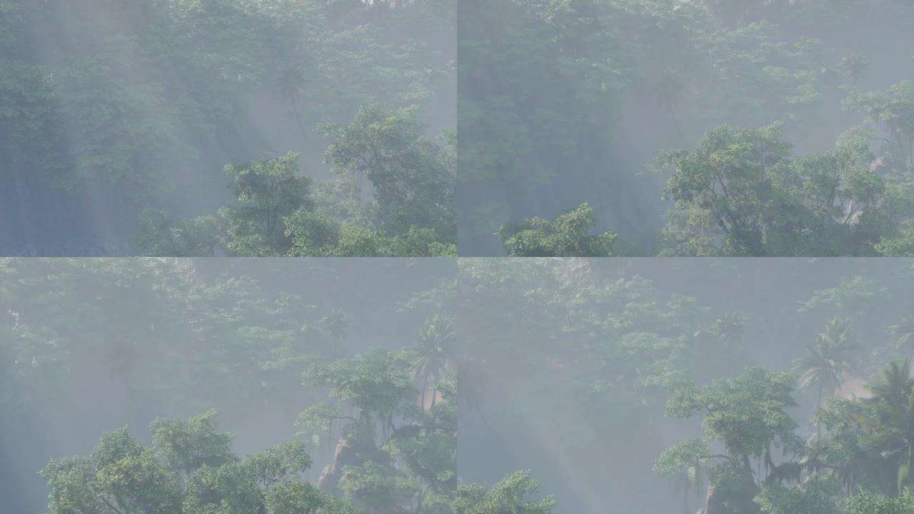 雾覆盖了丛林雨林景观