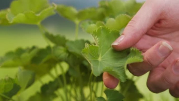 用绿色叶子的手特写触摸植物叶子。在农村种植新鲜农产品。园艺护理和热爱农业，农业概念