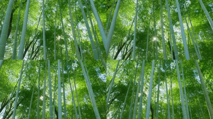 阳光普照的新鲜绿色竹林