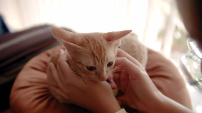 亚洲妇女让小猫从新家的笼子里出来。收养流浪猫的概念要有一个爱并能照顾他们的新主人。
