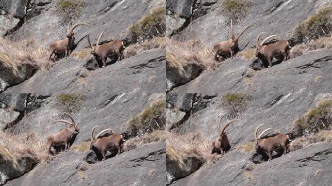 山壁上的Ibexes雄性 (Capra ibex)