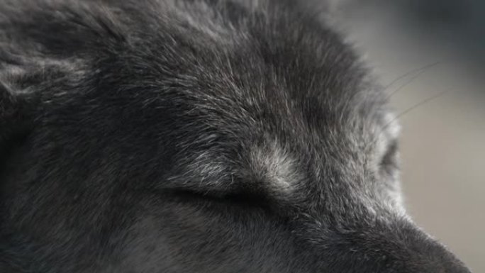 壮丽的狼眼特写。野生动物