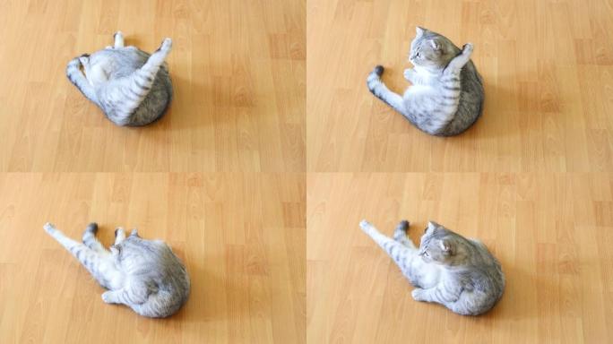 猫舔着自己洗。苏格兰折叠猫。