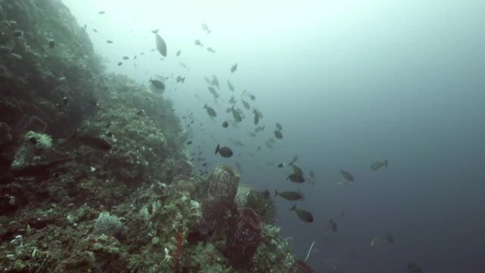 印度尼西亚班达海水下五颜六色珊瑚的鱼群。