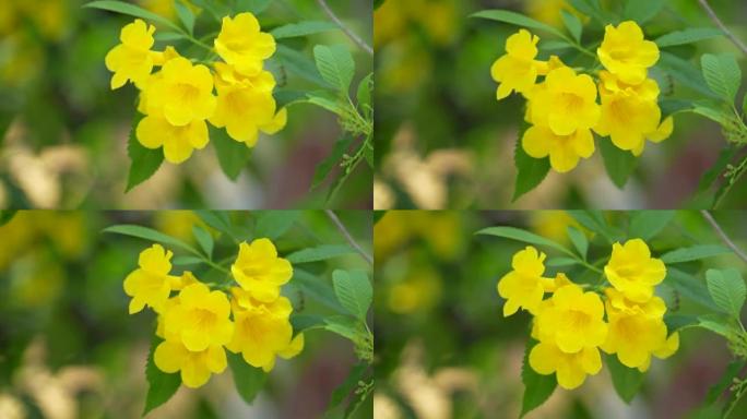 泰国的黄色花朵称为Urai花。