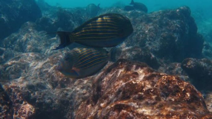 衬线鱼，Acanthurus lineatus，在马尔代夫热带海域的浅水区游泳