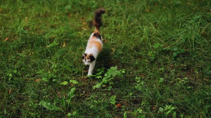 一只美丽的斑点猫小心翼翼地走过房子旁边的绿草。酷宠物