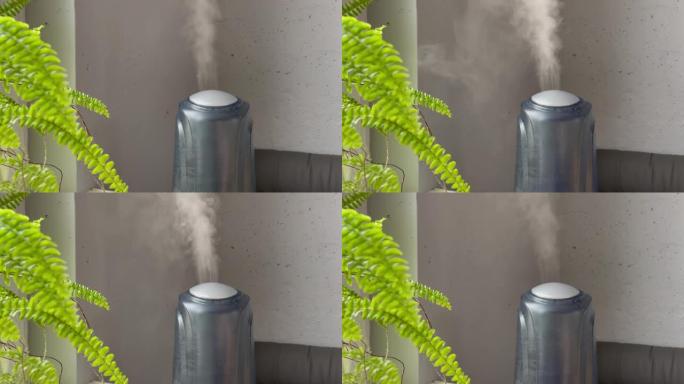 绿色蕨类植物附近的加湿器从低功率到高功率工作，然后关闭。家用植物加湿器的水雾蒸汽。