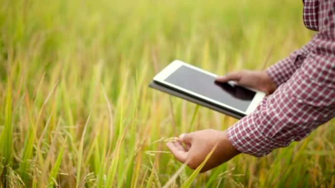 Hand smart farmer使用生产控制片来监测阳光照射下稻田农产品的土壤质量。快乐农业关心控