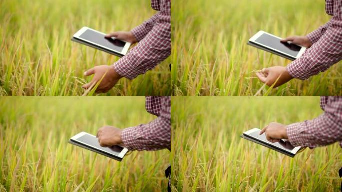 Hand smart farmer使用生产控制片来监测阳光照射下稻田农产品的土壤质量。快乐农业关心控