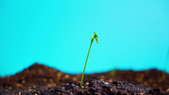 植物生命土壤雨水滋润生态环境春天生命力