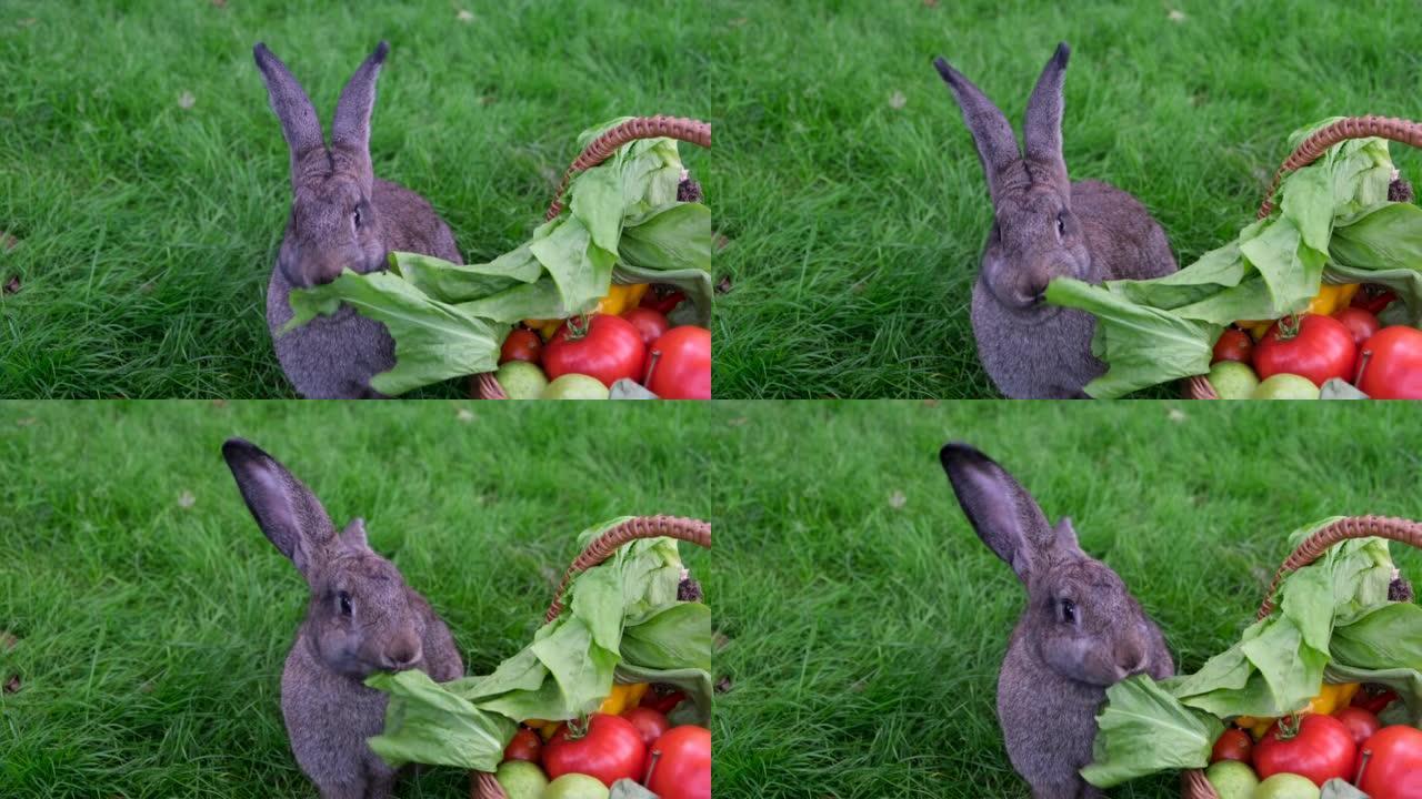 一只家养的灰兔从篮子里吃着生菜叶，篮子里放着新鲜的水果和蔬菜，背景是绿草。