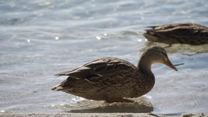 年轻的野鸭在冬季湖上大汗淋漓，季节得以生存