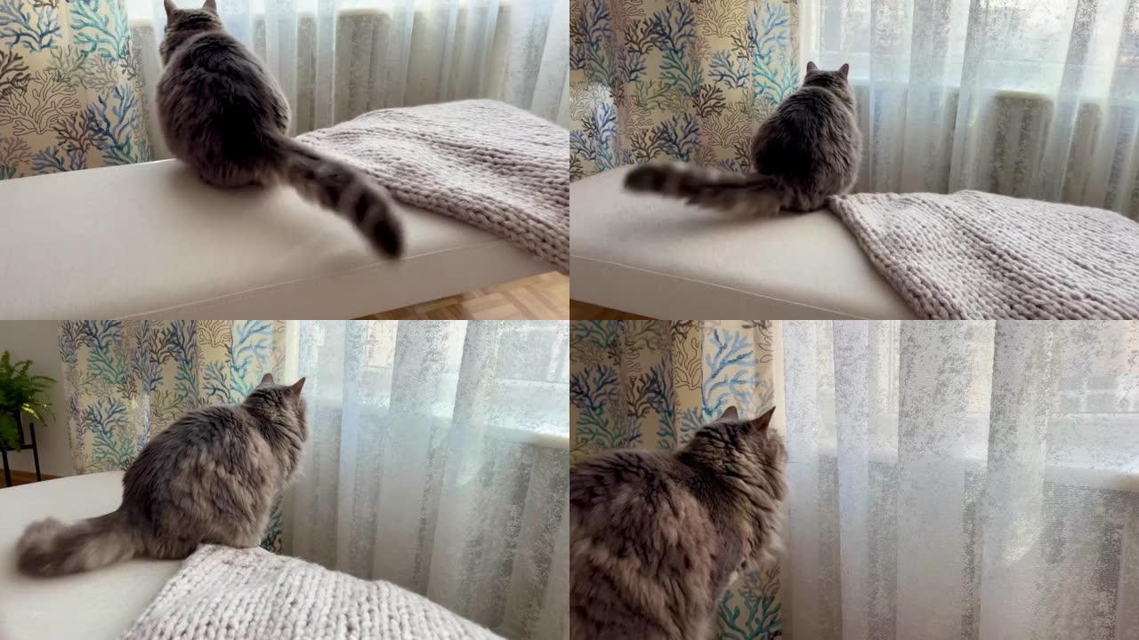 虎斑猫摇尾巴聚焦捕捉窗外的东西