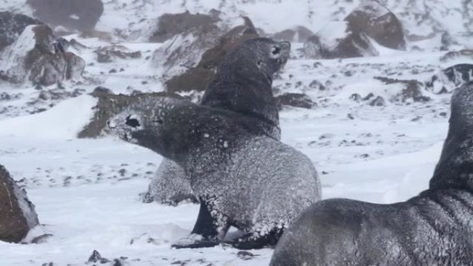 南极风暴中的南部海狗
