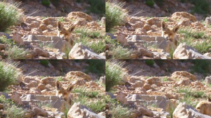 红狐狸看着相机，以色列黑门山