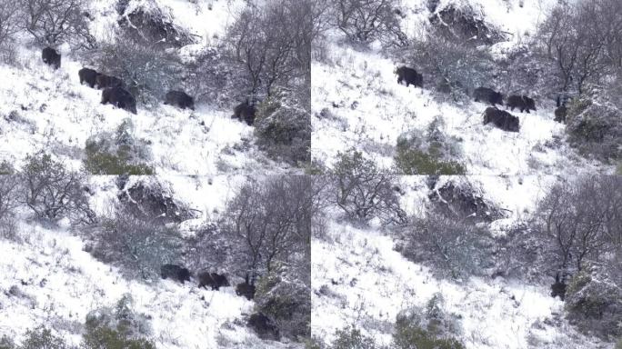 野猪在雪中觅食