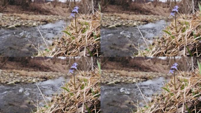 乌贼或木乌贼河岸上的蓝色花朵特写。双叶鳞，高山鳞或双叶鳞。森林里的第一朵春花