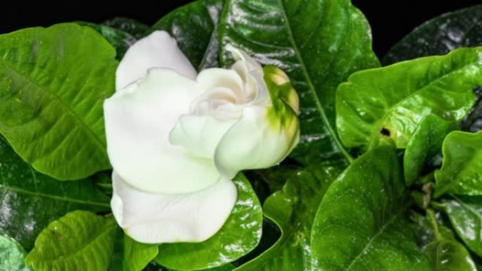 美丽的白色栀子花茉莉花在绿叶背景上绽放的延时。4k视频。情人节，母亲节，春天，节日，爱情，生日，复活