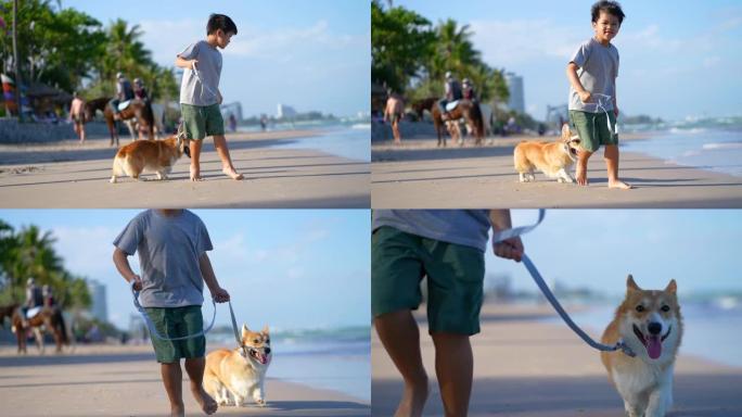 亚洲孩子和狗柯基犬一起在海滩散步。友谊和假期的概念