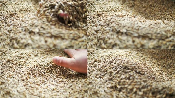 旋转燕麦和农民的手。农民检查谷物。一个男人的手在他的手掌中捡起谷物的特写镜头。
