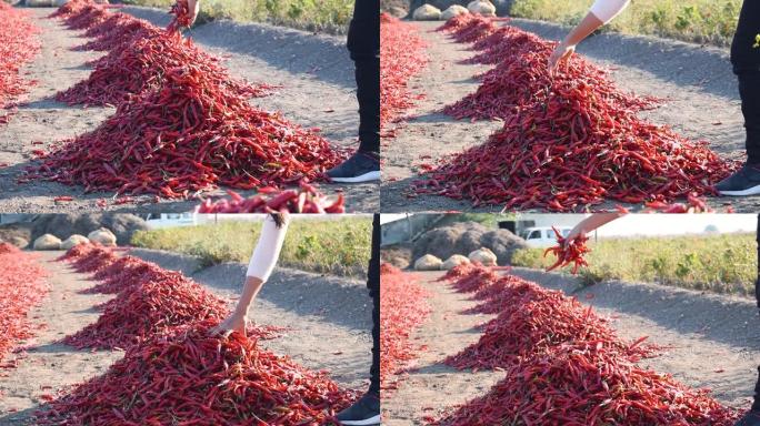 女人的手与一堆印度红色寒冷的特写镜头。有机成熟的红色寒冷农场。农业背景