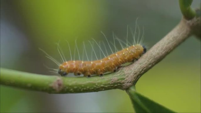 黄色毛毛虫在树枝上爬行高清视频，植物害虫，动物微距镜头慢动作
