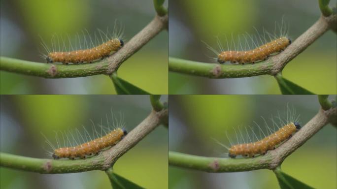 黄色毛毛虫在树枝上爬行高清视频，植物害虫，动物微距镜头慢动作