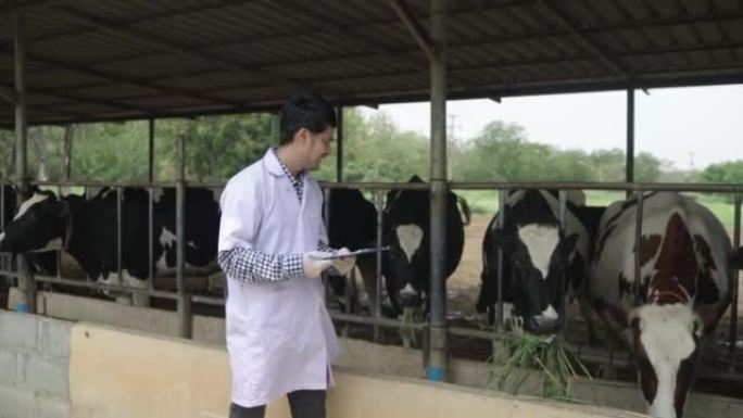 一名男兽医在奶牛场检查他的牲畜。