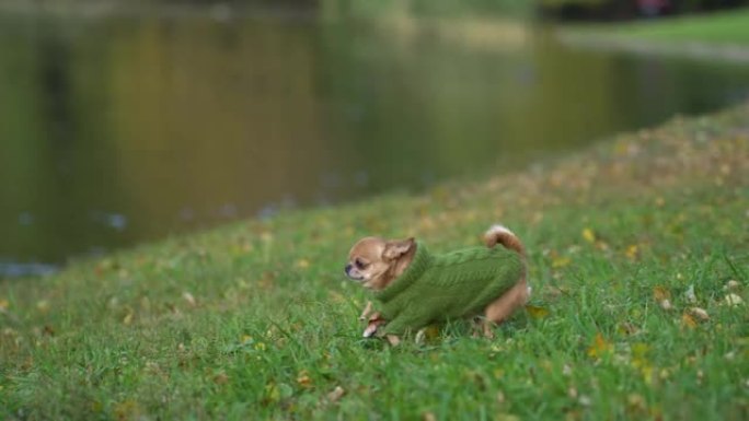 一只穿着绿色针织套衫的小狗 (吉娃娃) 在公园里跑到主人身上。
