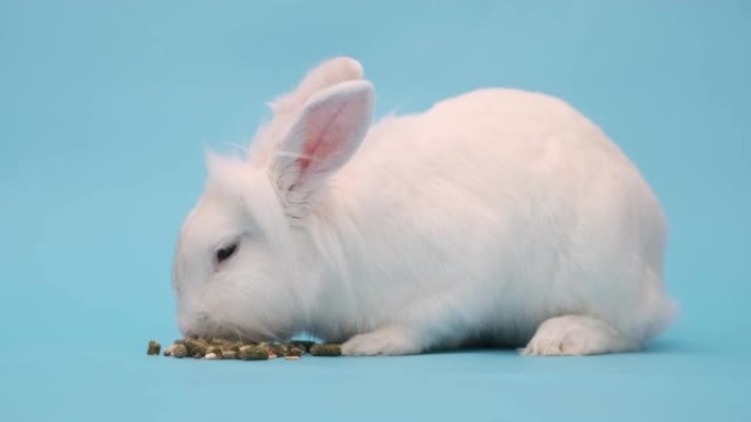 白兔愉快地吃食物。蓝色白色复活节兔子