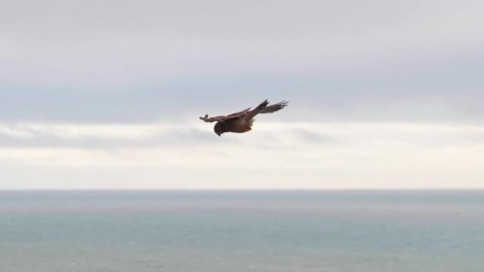 4k电影慢动作野生动物拍摄的猎鹰在天空中飞行 (9)。