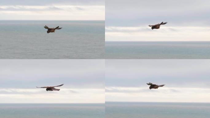 4k电影慢动作野生动物拍摄的猎鹰在天空中飞行 (9)。