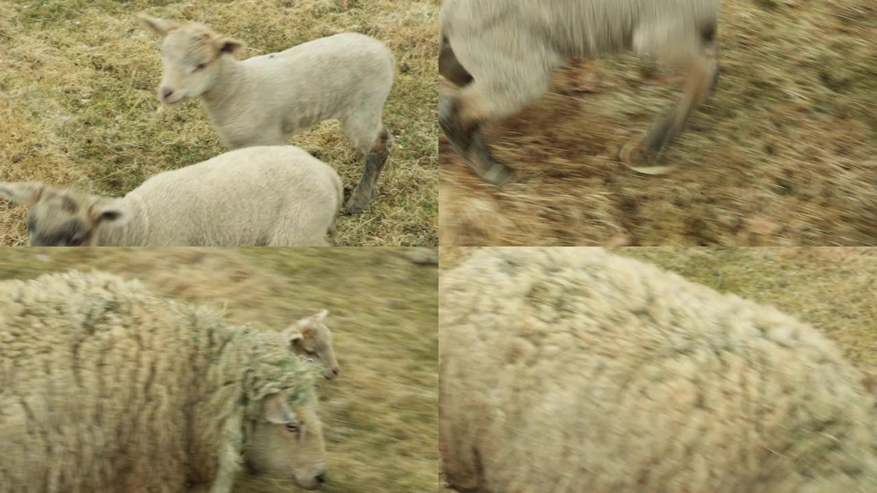 有两只幼崽的母羊