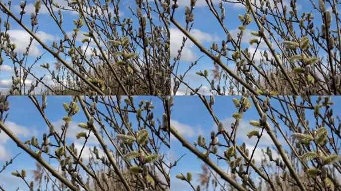 复活节或春天的背景，在阳光下蓝天下开花的柳枝。